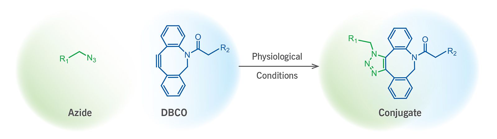 SPAAC_ligation_reaction